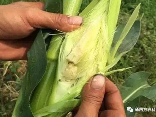 ���׶d���c�՗U��ԭ����