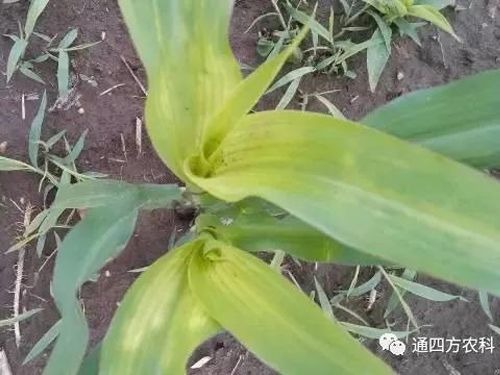 ���הQ����ô�k����ץ�o��Q��(hu��)Ӱ푮a(ch��n)��!!!